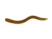 Приманка мягкая (CROXY) NEREUS SEA WORM 4,7'' цвет 26 (уп/5шт)