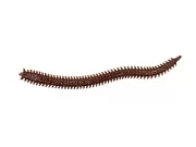 Приманка мягкая (CROXY) NEREUS SEA WORM 4,7'' цвет 23 (уп/5шт)