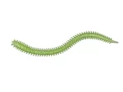 Приманка мягкая (CROXY) NEREUS SEA WORM 4,7'' цвет 25 (уп/5шт)